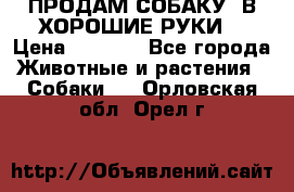 ПРОДАМ СОБАКУ  В ХОРОШИЕ РУКИ  › Цена ­ 4 000 - Все города Животные и растения » Собаки   . Орловская обл.,Орел г.